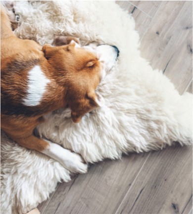 Dog sat on rug flooring | Square Yard Carpet